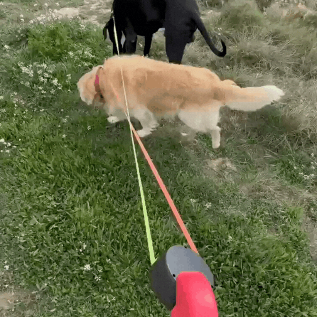 Bordeaux Duo | Doppelleine für Hund 3 in 1 mit 360°-Drehung