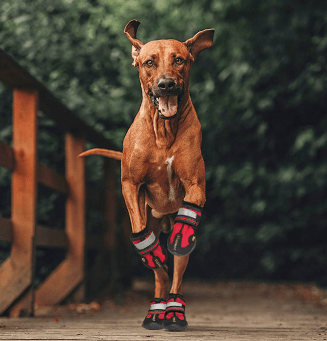 FlexPaw™ Chaussures de Protection Antidérapantes pour Chien - Rondor