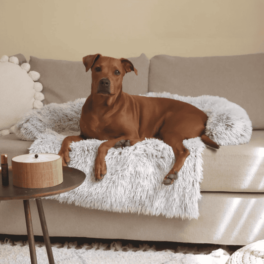 Protège - canapé apaisant pour chiens - Rondor
