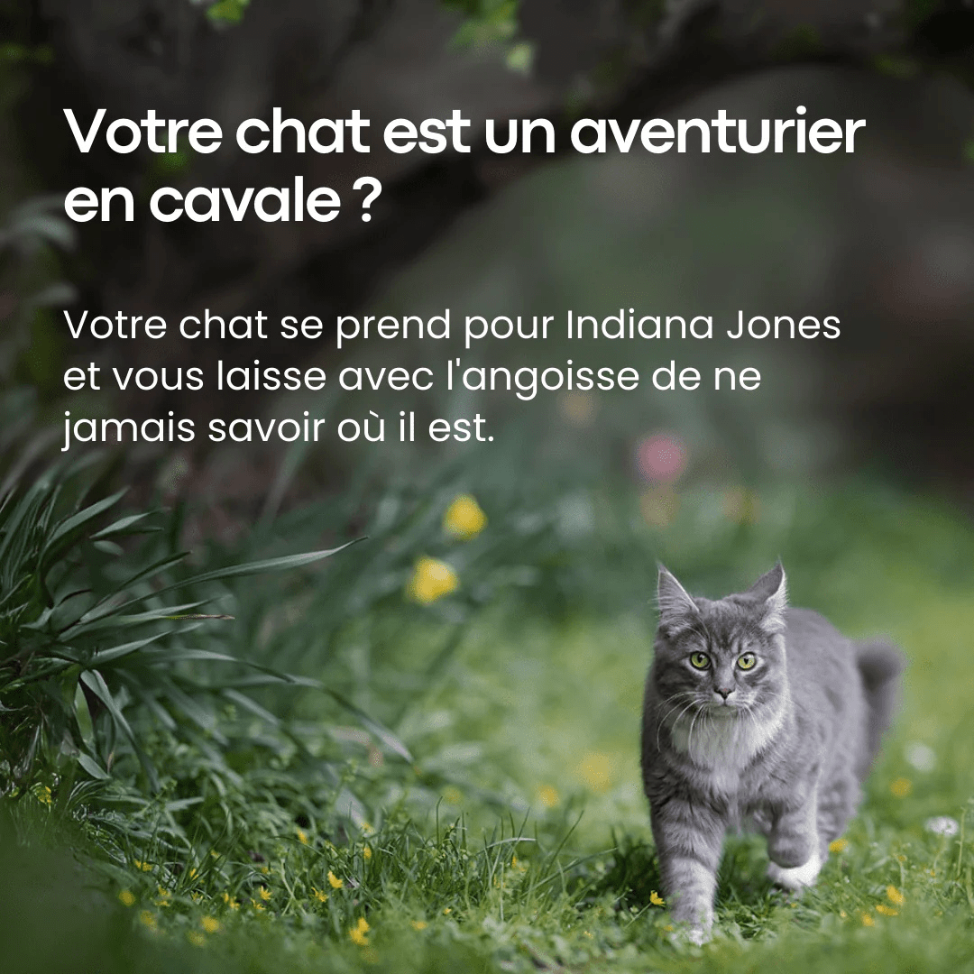 Traceur GPS pour Chat de Compagnie - Rondor - ANDROID / iOS - Rondor