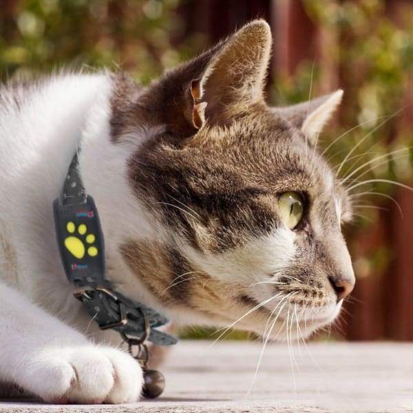 TrackMyCat™ - Dispositif de localisation de traqueur GPS Cat pour animaux de compagnie - Rondor